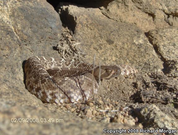 Red Diamond Rattlesnake (Crotalus ruber ruber)