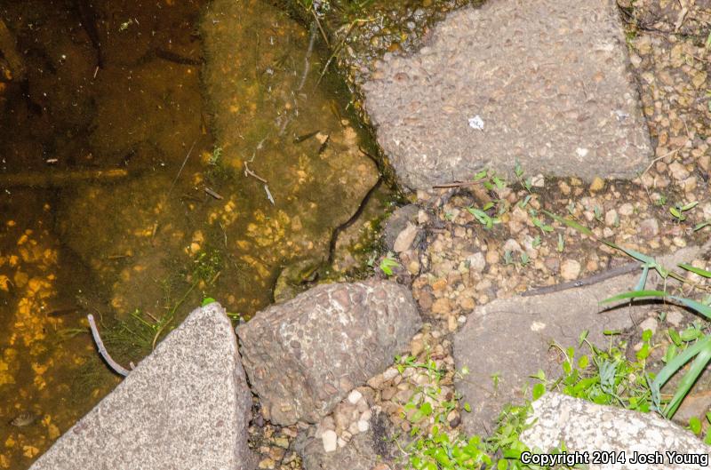 North Florida Swampsnake (Seminatrix pygaea pygaea)