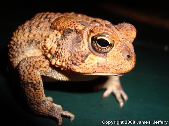 Southern Toad (Anaxyrus terrestris)