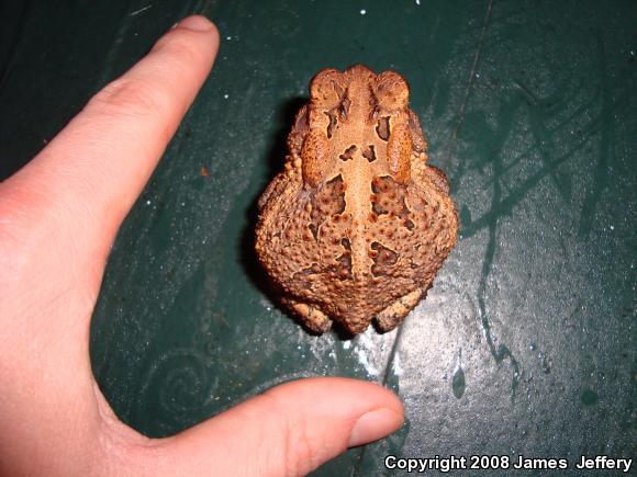 Southern Toad (Anaxyrus terrestris)