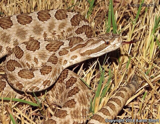 Western Massasauga (Sistrurus catenatus tergeminus)