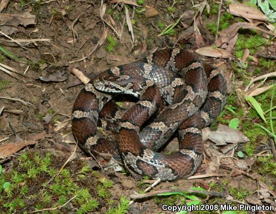 Eastern Milksnake (Lampropeltis triangulum triangulum)