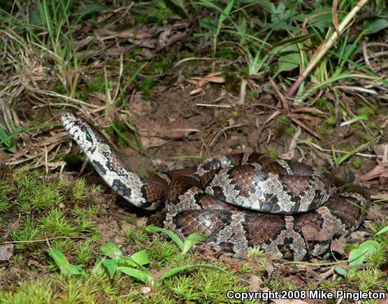 Eastern Milksnake (Lampropeltis triangulum triangulum)