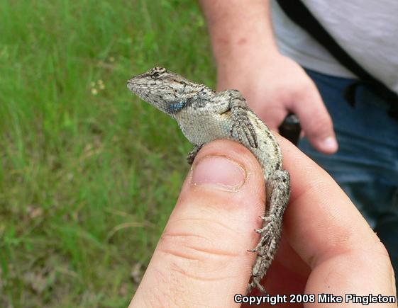 Eastern Fence Lizard (Sceloporus undulatus)