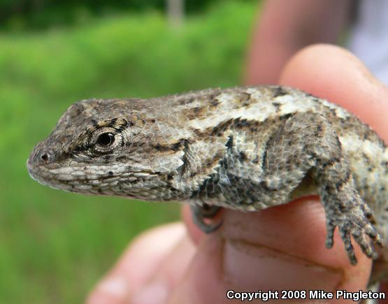 Eastern Fence Lizard (Sceloporus undulatus)