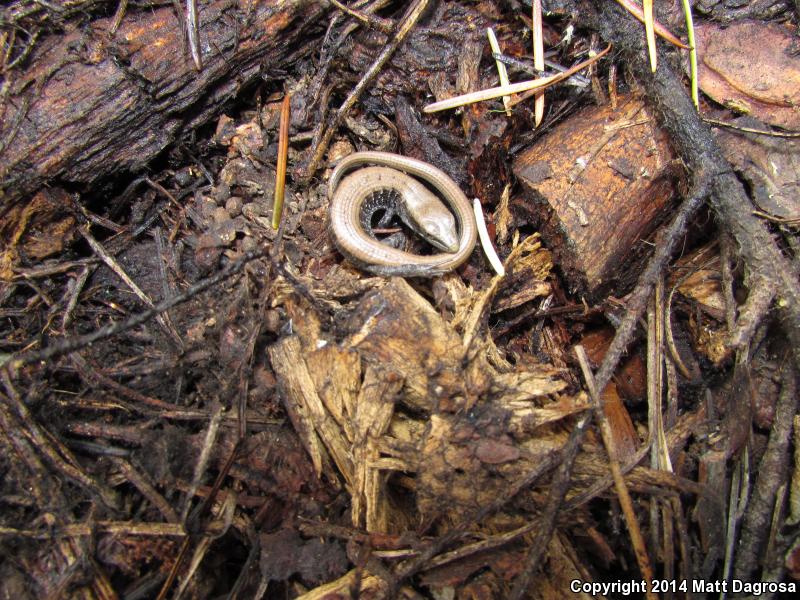 Oregon Alligator Lizard (Elgaria multicarinata scincicauda)