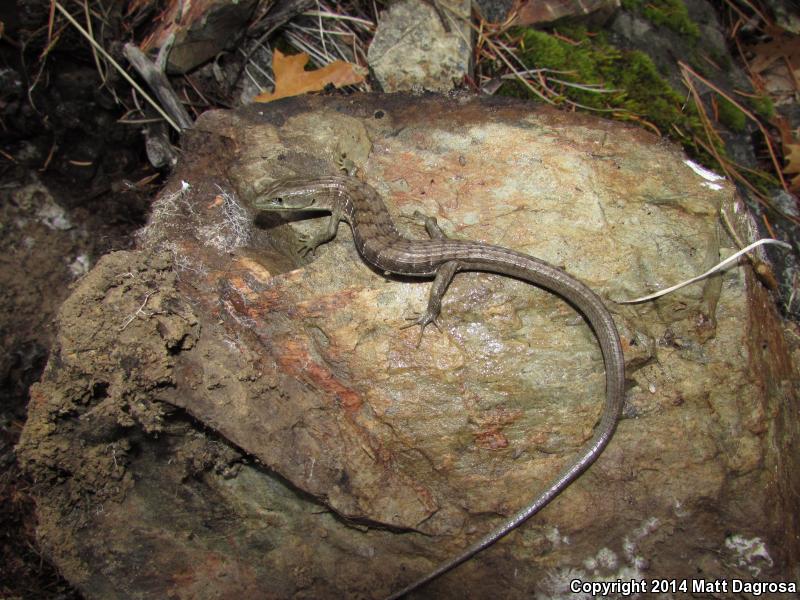 Oregon Alligator Lizard (Elgaria multicarinata scincicauda)