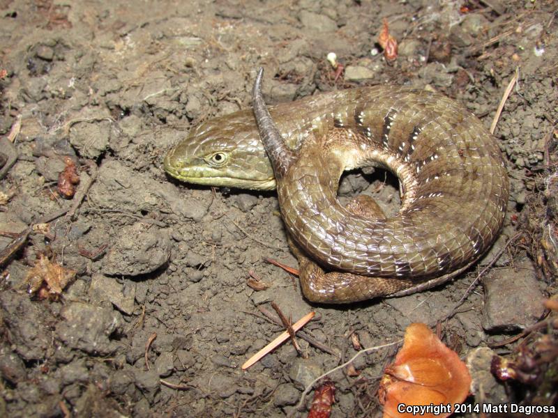 Oregon Alligator Lizard (Elgaria multicarinata scincicauda)