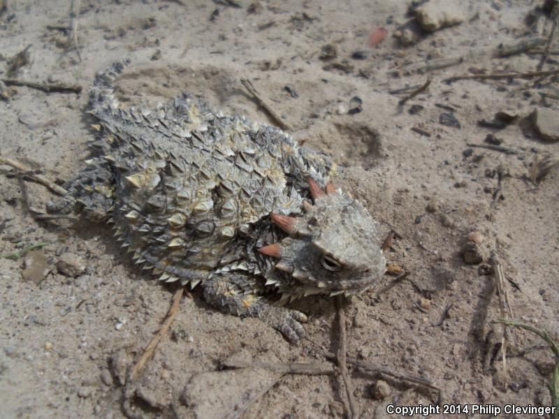 Blainville's Horned Lizard (Phrynosoma blainvillii)