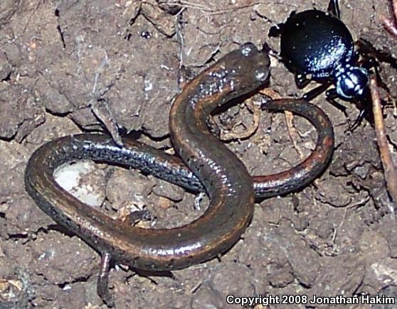 California Slender Salamander (Batrachoseps attenuatus)