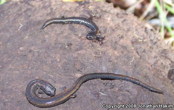 California Slender Salamander (Batrachoseps attenuatus)