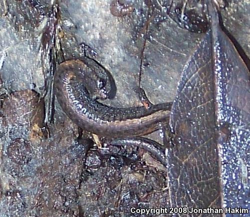 California Slender Salamander (Batrachoseps attenuatus)