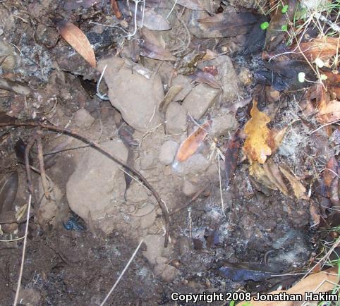 California Slender Salamander (Batrachoseps attenuatus)