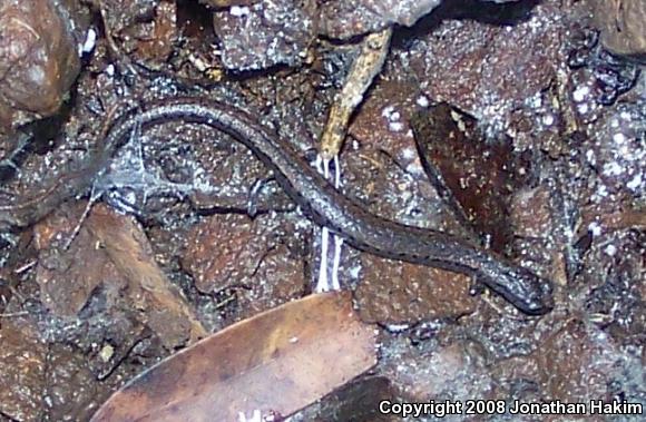 California Slender Salamander (Batrachoseps attenuatus)