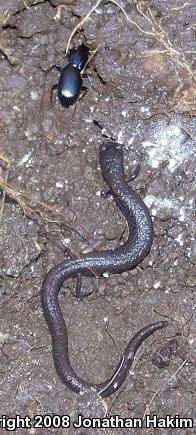 California Slender Salamander (Batrachoseps attenuatus)