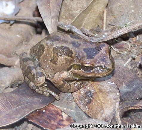 Sierran Treefrog (Pseudacris sierra)