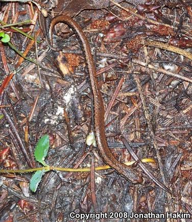 California Slender Salamander (Batrachoseps attenuatus)