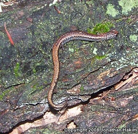 California Slender Salamander (Batrachoseps attenuatus)