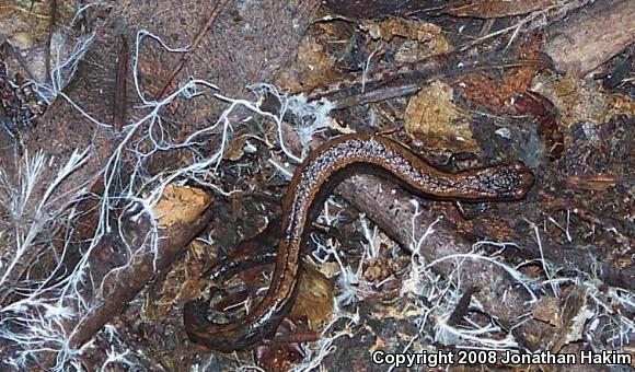 California Slender Salamander (Batrachoseps attenuatus)