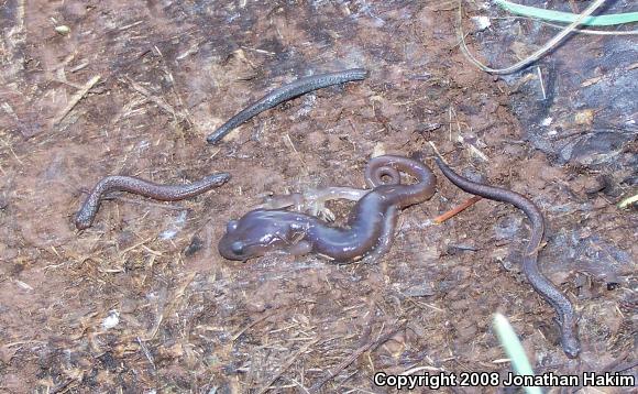 California Slender Salamander (Batrachoseps attenuatus)