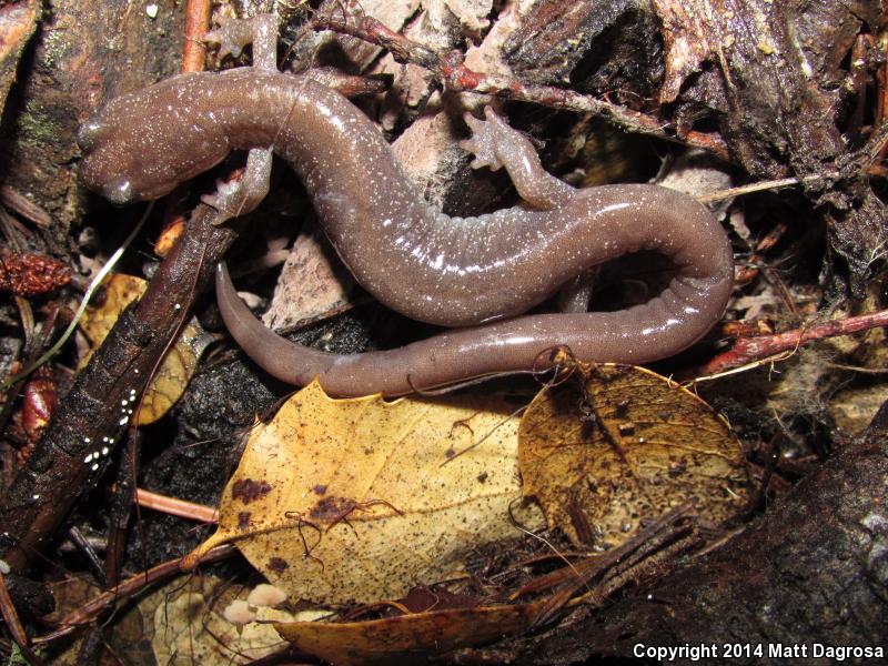 Siskiyou Mountains Salamander (Plethodon stormi)