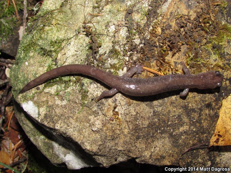 Siskiyou Mountains Salamander (Plethodon stormi)