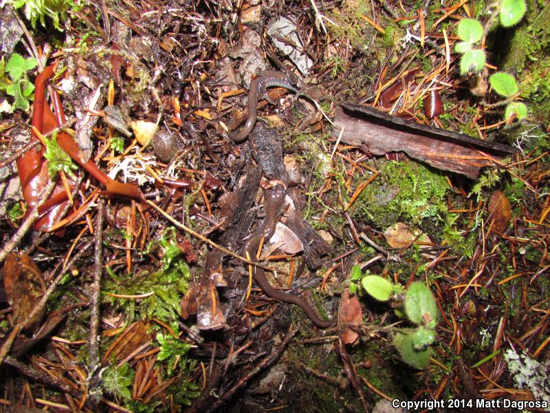 Siskiyou Mountains Salamander (Plethodon stormi)