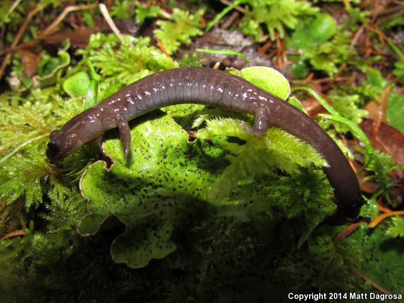 Siskiyou Mountains Salamander (Plethodon stormi)