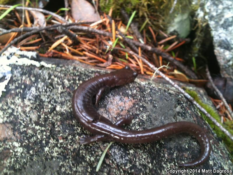 Siskiyou Mountains Salamander (Plethodon stormi)