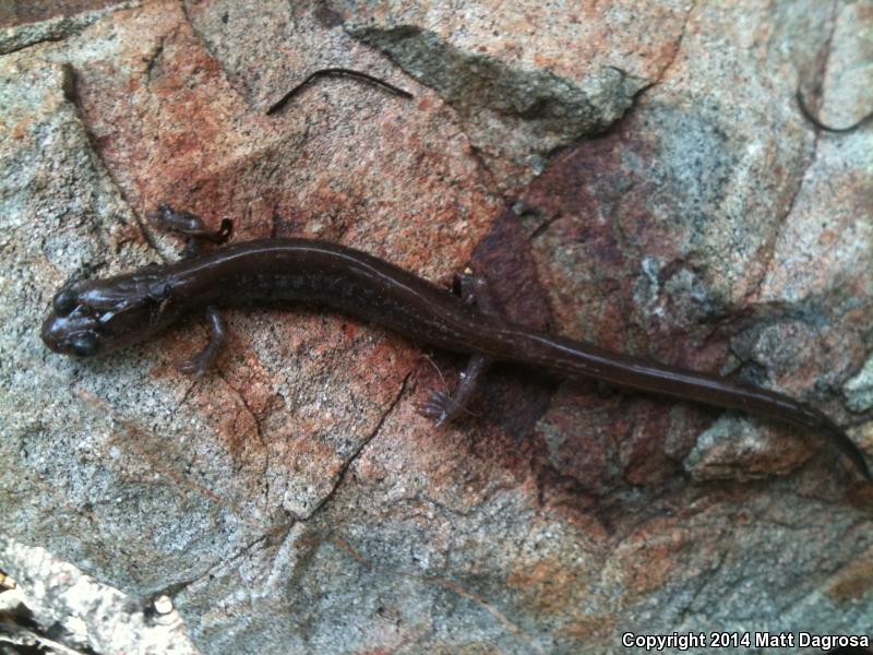 Siskiyou Mountains Salamander (Plethodon stormi)