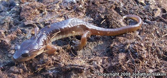 Arboreal Salamander (Aneides lugubris)