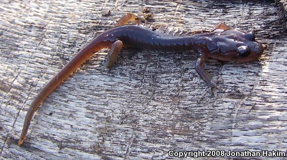 Arboreal Salamander (Aneides lugubris)