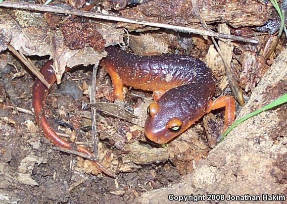 Yellow-eyed Ensatina (Ensatina eschscholtzii xanthoptica)