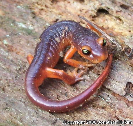 Yellow-eyed Ensatina (Ensatina eschscholtzii xanthoptica)