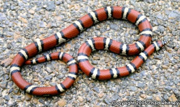 Red Milksnake (Lampropeltis triangulum syspila)