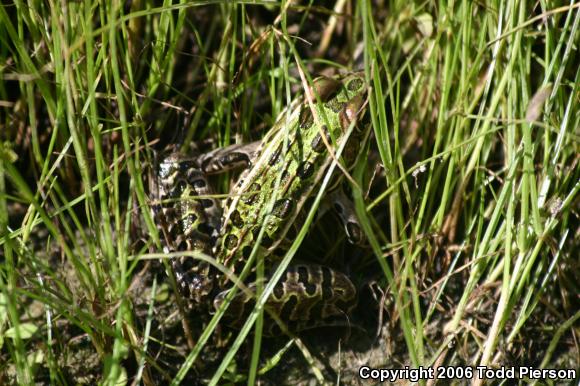 Northern Leopard Frog (Lithobates pipiens)