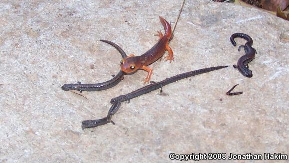 California Slender Salamander (Batrachoseps attenuatus)