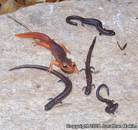 California Slender Salamander (Batrachoseps attenuatus)