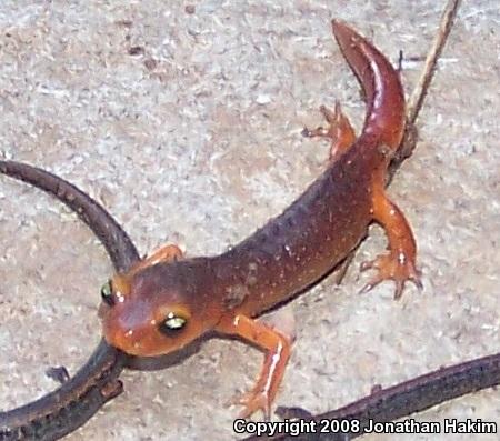 Yellow-eyed Ensatina (Ensatina eschscholtzii xanthoptica)