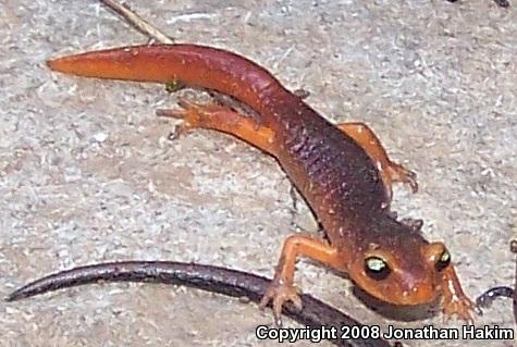 Yellow-eyed Ensatina (Ensatina eschscholtzii xanthoptica)