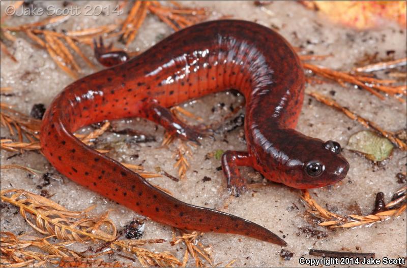 Rusty Mud Salamander (Pseudotriton montanus floridanus)