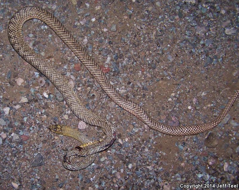 Lined Coachwhip (Coluber flagellum lineatulus)