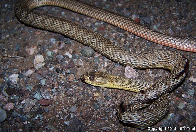 Lined Coachwhip (Coluber flagellum lineatulus)