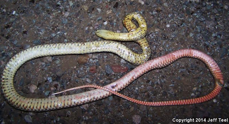 Lined Coachwhip (Coluber flagellum lineatulus)