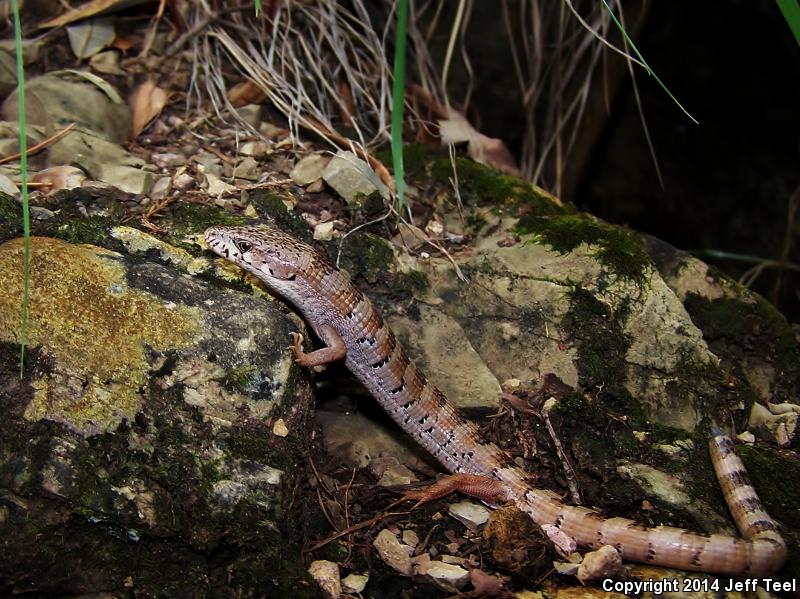 Madrean Alligator Lizard (Elgaria kingii kingii)