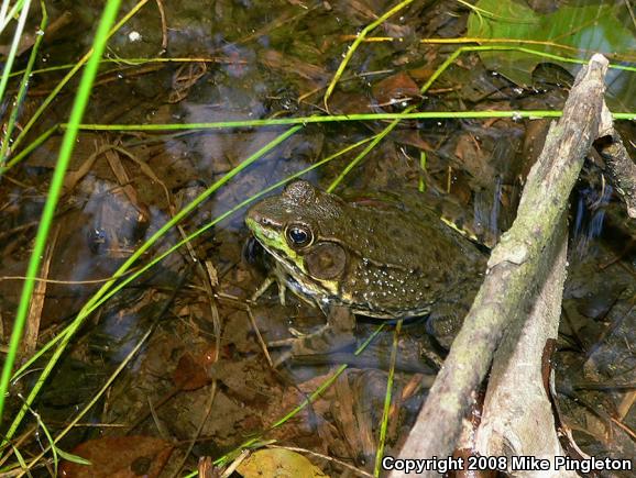 Northern Green Frog (Lithobates clamitans melanota)