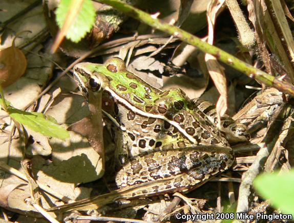 Southern Leopard Frog (Lithobates sphenocephalus utricularius)