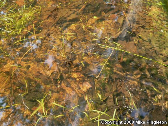 Northern Green Frog (Lithobates clamitans melanota)