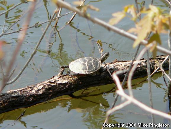 Midland Painted Turtle (Chrysemys picta marginata)