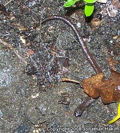 California Slender Salamander (Batrachoseps attenuatus)